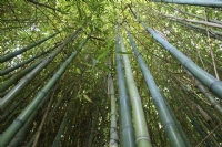 Bambuu - Fotoraf: Alparslan nsal fotoraflar fotoraf galerisi. 
