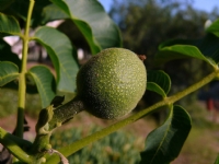 Portakal