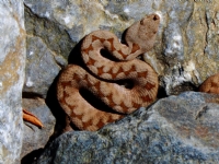 Vipera Sp.