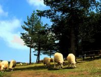 Yayla Zaman - Fotoraf: Bar Kaya Gleryz fotoraflar fotoraf galerisi. 