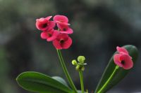 Euphorbia_cultivar_christusdorn