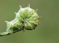 Gve- Apochima Flabellaria
