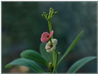 Euphorbia_cultivar_christusdorn02