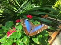 Konya Tropikal Kelebek Bahçesinden