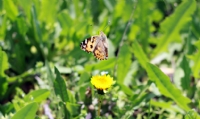 Butterfly Effect... - Fotoraf: Ahmet olak fotoraflar fotoraf galerisi. 