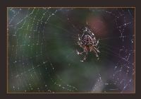 Spider... - Fotoraf: Ali zcan fotoraflar fotoraf galerisi. 
