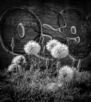 Karahindiba&graffiti