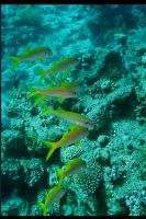 Yellow Saddle Goatfish