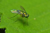 Diptera-3 - Fotoraf: Turhan Andac fotoraflar fotoraf galerisi. 