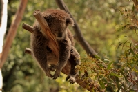 Koala - Fotoraf: Kadir Buyuk fotoraflar fotoraf galerisi. 