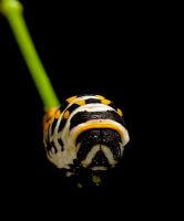 Caterpillar - Fotoraf: Ertan Ertem fotoraflar fotoraf galerisi. 