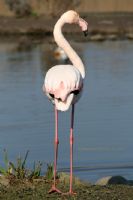Flamingo - Fotoraf: Sphan ztekin fotoraflar fotoraf galerisi. 