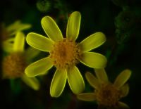 Wild Shy Yellow Evolution - Fotoraf: Atlm Glen fotoraflar fotoraf galerisi. 