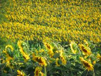 Sunflower - Fotoraf: Yunus Yunus fotoraflar fotoraf galerisi. 