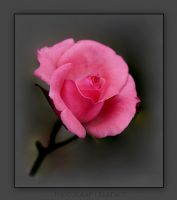 Dream Rose - Fotoraf: Ekrem Tokuz fotoraflar fotoraf galerisi. 