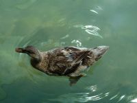 Duck!!!! - Fotoraf: Sessiz Sedasz fotoraflar fotoraf galerisi. 